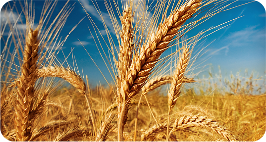 Harvest illustration